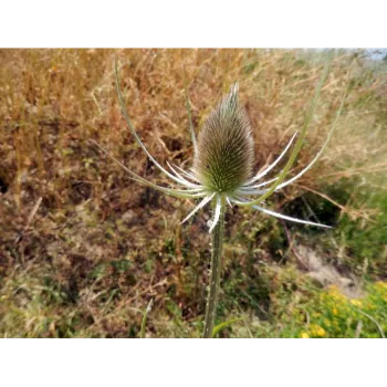 Milk Thistle 